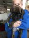Boxer Puppies for sale in Rectortown, VA 20115, USA. price: NA