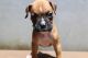 Boxer Puppies for sale in Rialto, CA, USA. price: $1,000