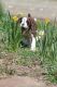 Boxer Puppies for sale in Johnson, VT 05656, USA. price: NA
