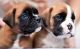 Boxer Puppies for sale in Marysville, WA, USA. price: NA