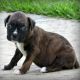 Boxer Puppies for sale in Reading, PA 19605, USA. price: NA
