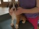 Boxer Puppies for sale in Springfield, IL, USA. price: $400