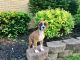 Boxer Puppies for sale in Westland, MI, USA. price: $650
