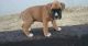 Boxer Puppies for sale in San Jose, CA 95113, USA. price: NA