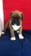 Boxer Puppies for sale in Crestwood, KY 40014, USA. price: NA