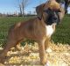 Boxer Puppies for sale in Land O' Lakes, FL, USA. price: $500