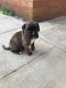 Boxer Puppies for sale in PA-18, Albion, PA, USA. price: $300