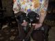 Boxer Puppies for sale in Belle Vernon, PA 15012, USA. price: NA