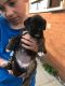 Boxer Puppies for sale in Belle Vernon, PA 15012, USA. price: NA