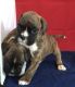 Boxer Puppies for sale in White Hall, AR 71602, USA. price: NA