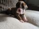 Boxer Puppies for sale in Bountiful, UT 84010, USA. price: NA