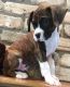 Boxer Puppies for sale in Seattle, WA, USA. price: $600