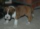 Boxer Puppies for sale in Hawaiian Ct, Orlando, FL 32819, USA. price: NA