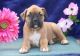Boxer Puppies for sale in Bala Cynwyd, PA, USA. price: NA