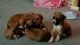Boxer Puppies for sale in Lewis Center, OH, USA. price: NA