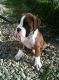 Boxer Puppies for sale in Massachusetts Ave, Cambridge, MA, USA. price: NA