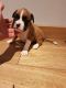 Boxer Puppies for sale in Olympia, WA, USA. price: NA