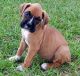 Boxer Puppies for sale in Austin, TX, USA. price: $600