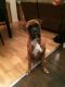 Boxer Puppies for sale in Iowa City, IA, USA. price: NA