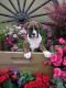 Boxer Puppies for sale in Canton, OH, USA. price: NA