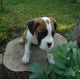 Boxer Puppies for sale in S Acansa Dr, Pueblo West, CO 81007, USA. price: NA