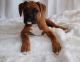 Boxer Puppies for sale in Dover, DE, USA. price: $500