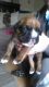 Boxer Puppies for sale in Beverly Hills, CA, USA. price: NA