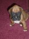 Boxer Puppies for sale in Columbus, OH, USA. price: NA