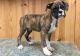 Boxer Puppies for sale in Mound, MN 55364, USA. price: NA