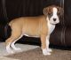 Boxer Puppies for sale in Bristol, ME, USA. price: NA