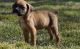 Boxer Puppies for sale in Glastonbury, CT, USA. price: NA