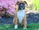 Boxer Puppies for sale in Jacksonville, FL 32238, USA. price: NA