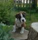 Boxer Puppies for sale in Lake Cormorant, Mississippi 38641, USA. price: NA