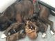 Boxer Puppies for sale in Washington, DC, USA. price: $400
