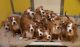 Boxer Puppies for sale in Allen St, New York, NY 10002, USA. price: NA