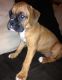 Boxer Puppies for sale in Bozeman, MT, USA. price: $500