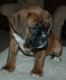 Boxer Puppies for sale in Lake Cormorant, Mississippi 38641, USA. price: $300
