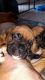 Boxer Puppies for sale in Airport Center Rd, Allentown, PA 18109, USA. price: NA