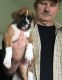Boxer Puppies for sale in West Lafayette, IN, USA. price: NA