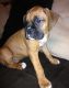 Boxer Puppies for sale in West Lafayette, IN, USA. price: NA