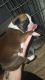Boxer Puppies for sale in Erie, PA, USA. price: NA