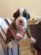 Boxer Puppies for sale in Delaware, OH 43015, USA. price: NA