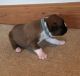 Boxer Puppies for sale in Florence St, Denver, CO, USA. price: $500