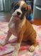 Boxer Puppies for sale in Rice, MN 56367, USA. price: NA