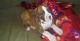 Boxer Puppies for sale in Brunswick, OH 44212, USA. price: NA