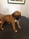 Boxer Puppies for sale in 10001 US-4, Whitehall, NY 12887, USA. price: NA