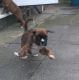 Boxer Puppies for sale in Fairhope Ave, Fairhope, AL 36532, USA. price: NA