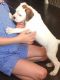 Boxer Puppies for sale in Ej Frick Dr, Manhattan, KS 66503, USA. price: NA