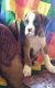 Boxer Puppies for sale in Penrose, CO 81240, USA. price: NA