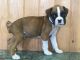 Boxer Puppies for sale in 17598 147th St, Glenwood, MN 56334, USA. price: NA
